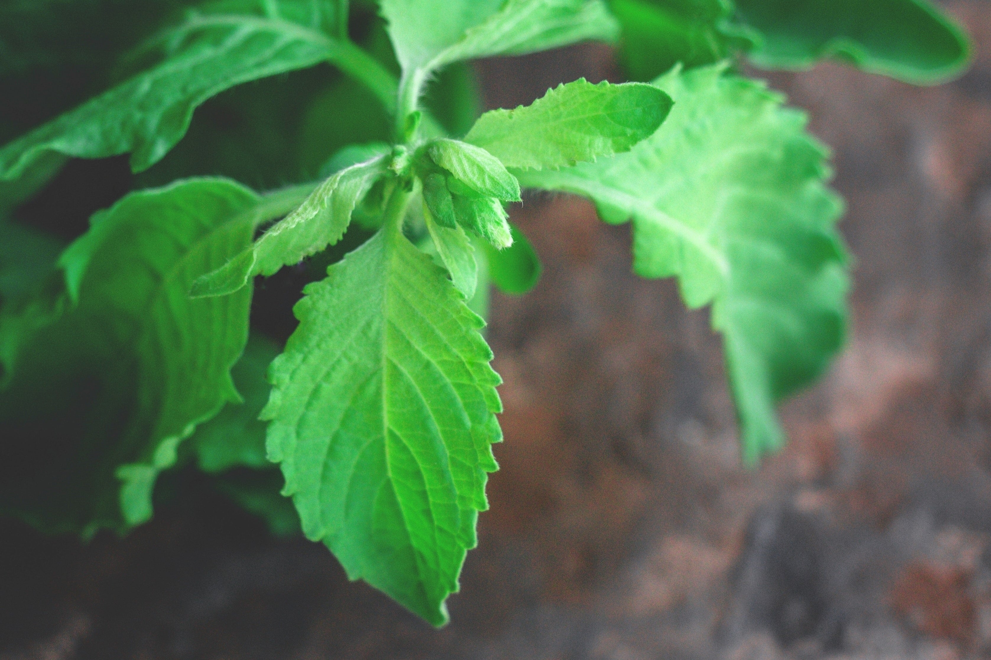 Holy Basil Benefits Mechanism and Side Effects nooroots