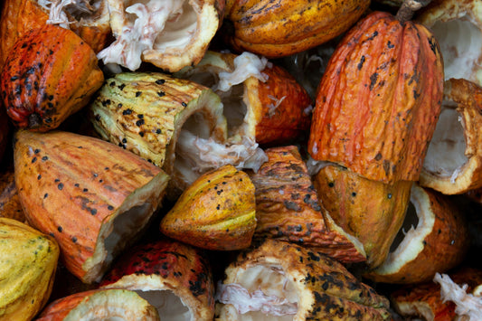 A heap of colorful, freshly harvested cacao pods split open to show the white cocoa beans inside