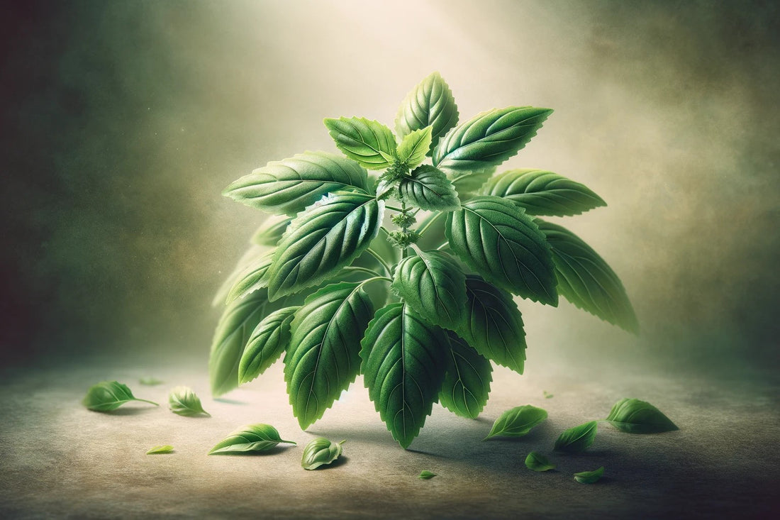 A Beginner's Guide to Holy Basil as a Natural Nootropic