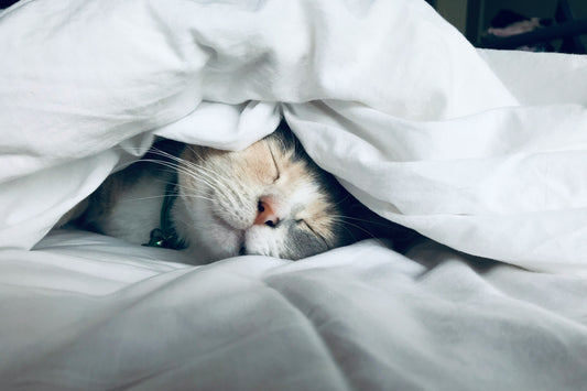 A cat peacefully sleeping under a cozy white blanket, exemplifying relaxation and comfort