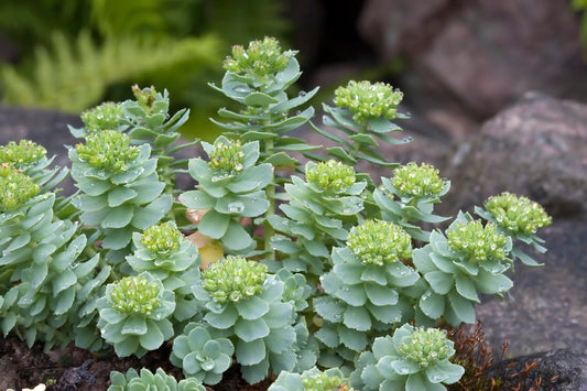 Dew-covered Rhodiola rosea plants with thick green leaves and blooming greenish-yellow flowers, nestled among rocks