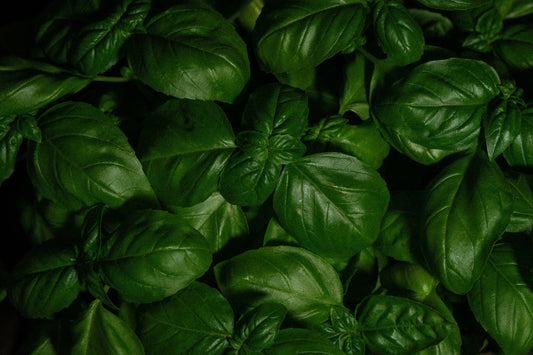 Dense cluster of Holy Basil leaves with a rich, deep green hue, emphasizing the lush and healthy growth of the plant.